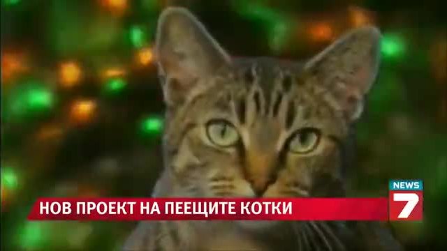 Пеещите котки с коледен