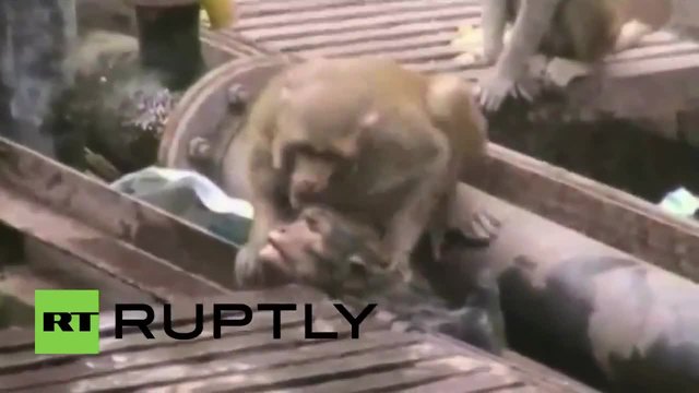 Маймуна спасява приятеля си от смърт на ЖП релси в Индия