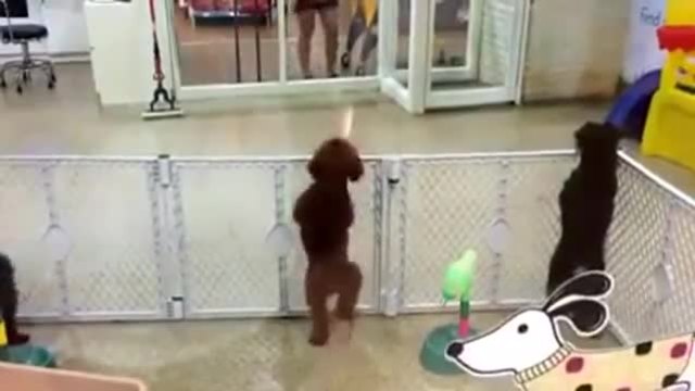 Сладко кученце танцува салса