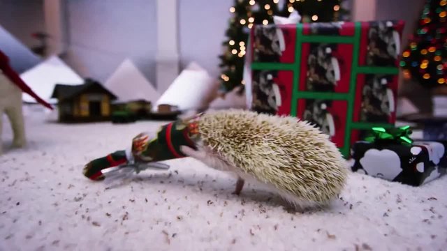 Hedgehog Christmas! In 4K!