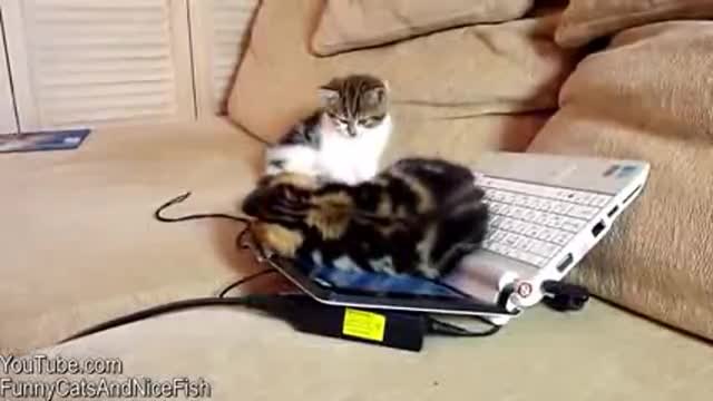Сладко котенце проучва компютър ....дали иска да си говори по Скайп!