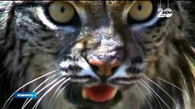 Рисовете за завръщат в българската планина - Новини от България | 29.12.2014