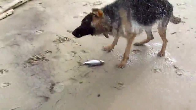 Руснаци на риболов - Кучето хваща рибата