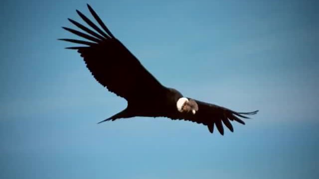 El condor pasa - PERU