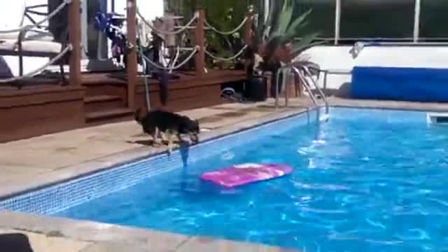 Куче Сърфист плува като спасител в басейн...Смях!