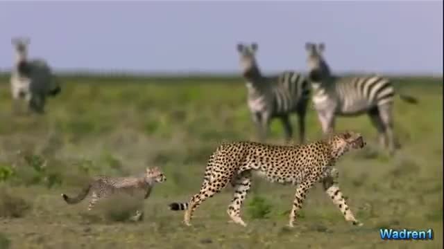 Зебра атакува леопард