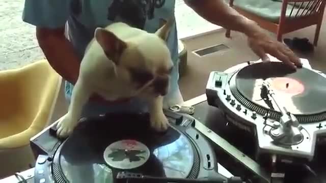 Amazing DJ Dog Funny And Amazing Video