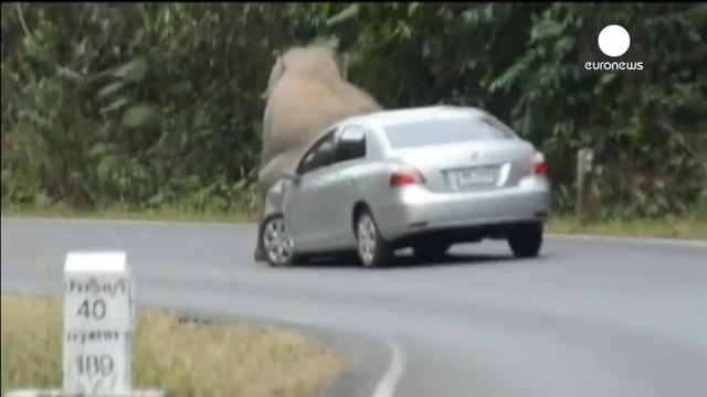 Ядосан слон смачква няколко коли в Тайланд