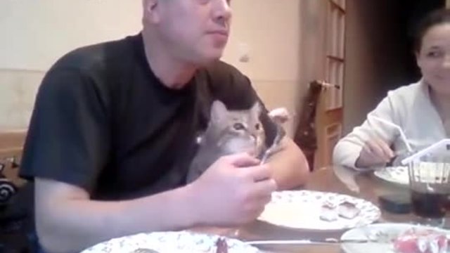 Лакома котка подсеща стопанина си че и тя е на масата за хранене