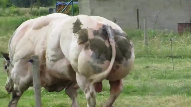 Най-мускулестия Белгийски бик който сте виждали