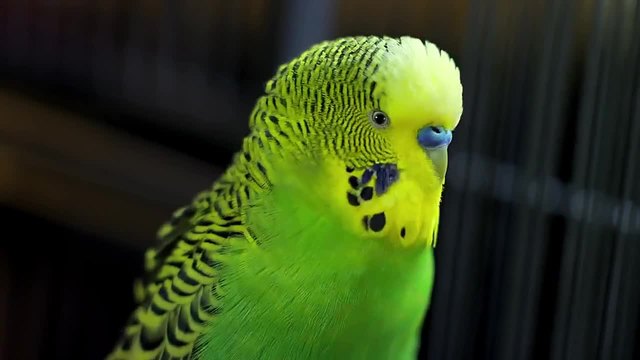 Моят страхотен говорещ папагал!