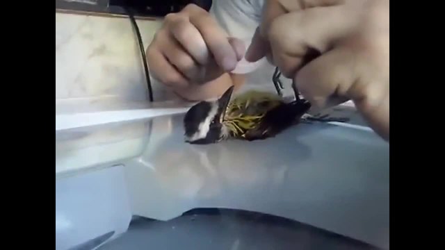 Човешкото сърце! Мъж оказва първа помощ на птица и я спасява