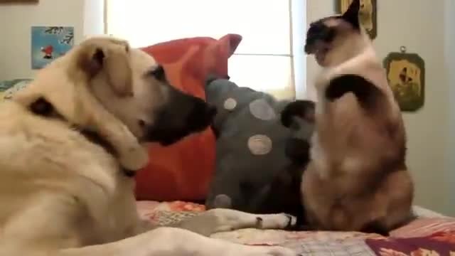 Куче и котка си играят