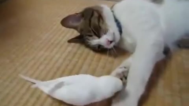 Папагалче си играе с котенце най-добрия му приятел