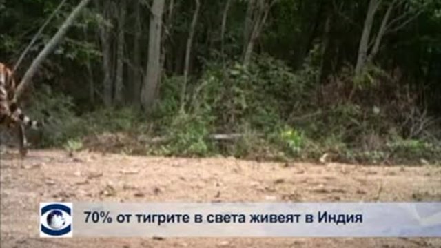 70% от тигрите в света живеят в Индия