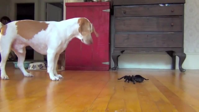 Какво се случва , когато куче срещне механичен паяк !