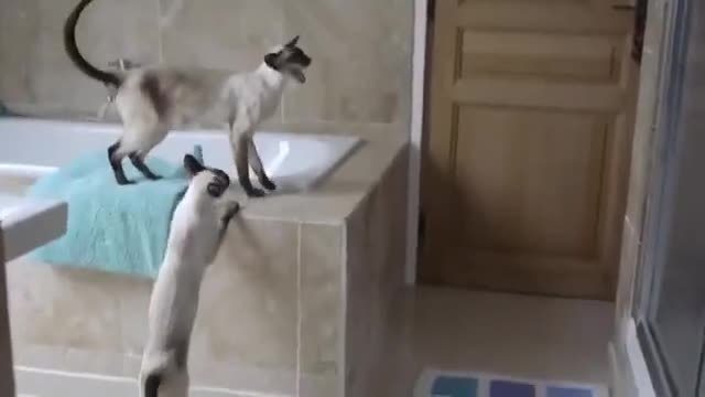 Сиамски котки не оставят стопанката си спокойно да се изкъпе в банята