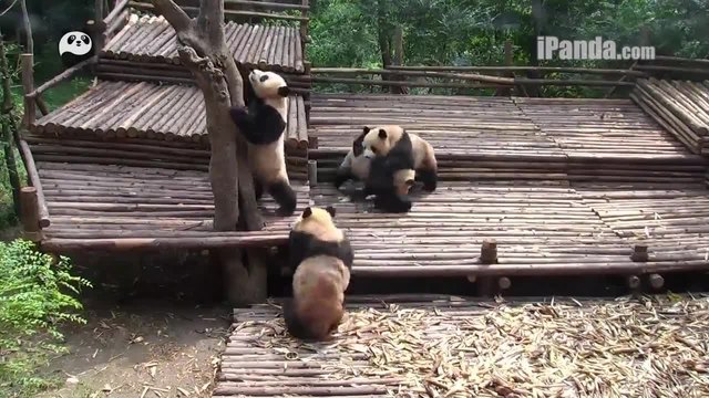 Бебета панди си спрятат масов бой