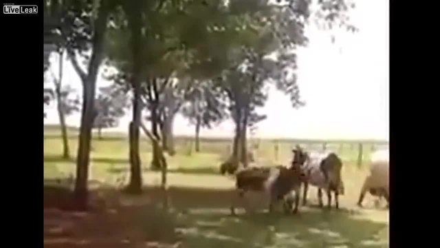 Коч трупясва крава с един удар