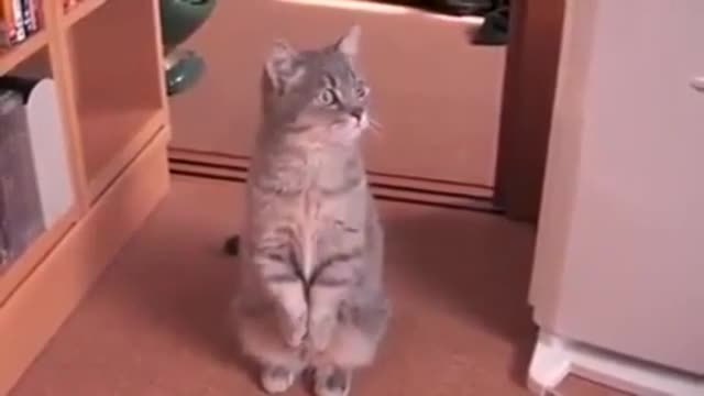 Танцуваща котка (ВИДЕО)