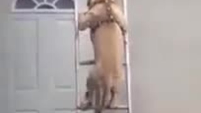 Питбул се изкачва по стълба