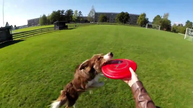 Невероятни кучешки трикове