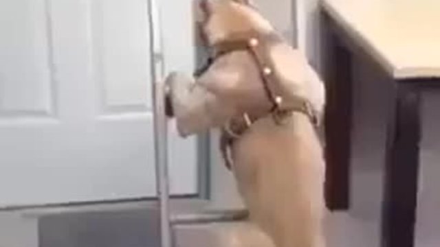 Питбул се изкачва по стълба