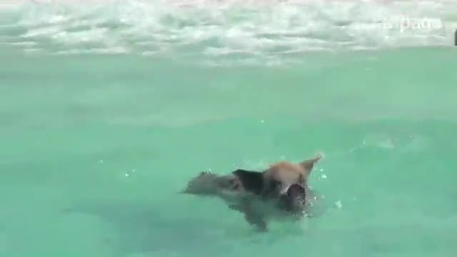 На Бахамите и прасетата ходят на плаж