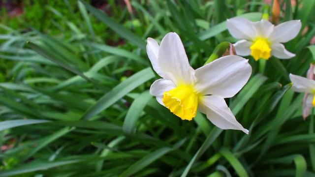 Бял Нарцис (Narcissus) - Beautiful Video