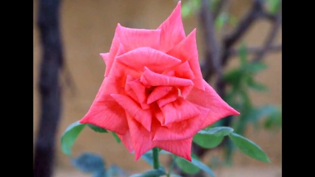 Снимки на Пролетни цветя и рози