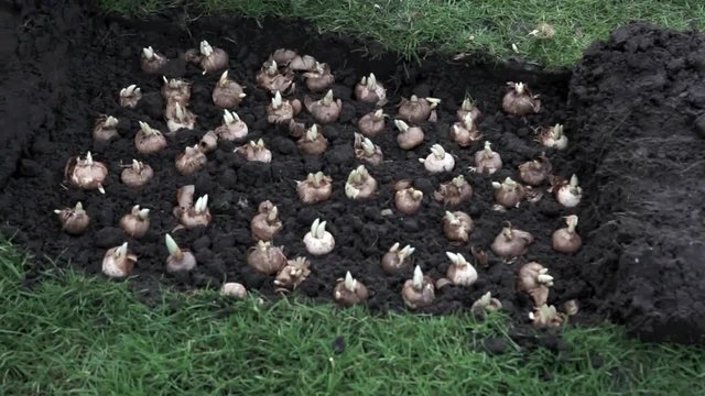 Плантация от минзухари (Crocus)