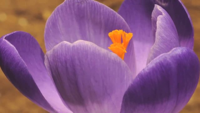 Разтваряне на лилав цвят на минзухар в забързан кадър Time Lapse Crocus