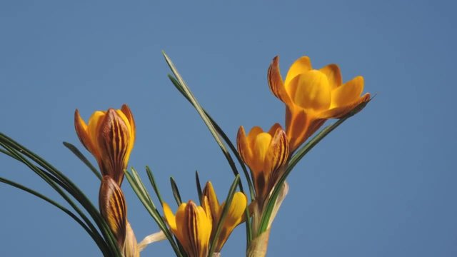 Разтваряне на цвят на жълт минзухар (Crocus) в забързан кадър (Time Lapse)