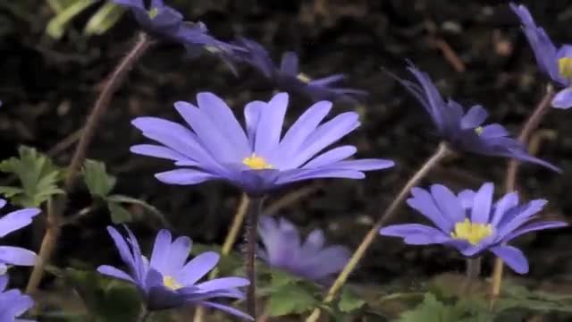 Цъфтеж на Анемония в забързан кадър (Anemone in time lapse)