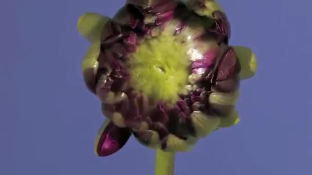 Разтваряне н цвят на Далия (Dahlia) в забързан кадър (Time Lapse)