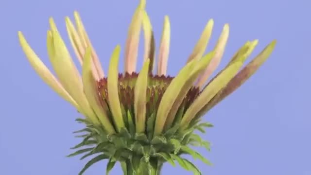 Ехинацея (Echinacea) в забързан кадър Time Lapse