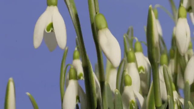 Пролетните цветя и цветове (Time Lapse) Hd