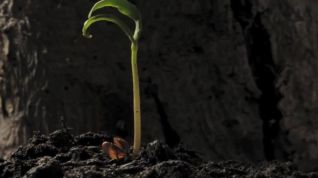 Sycamore seedling - Растежа на един нов растителен живот
