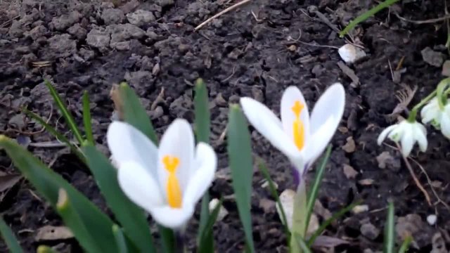 Бял Минзухар (White Crocus)
