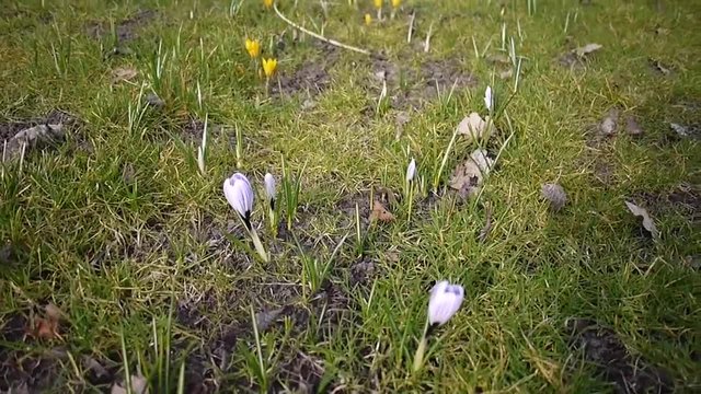 Поляна с Минзухари (Crocus)