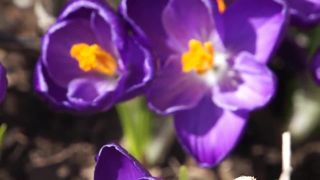 Красиви лилави Минзухари (Crocus)