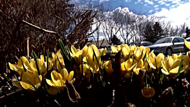 Нацъфтели минзухари