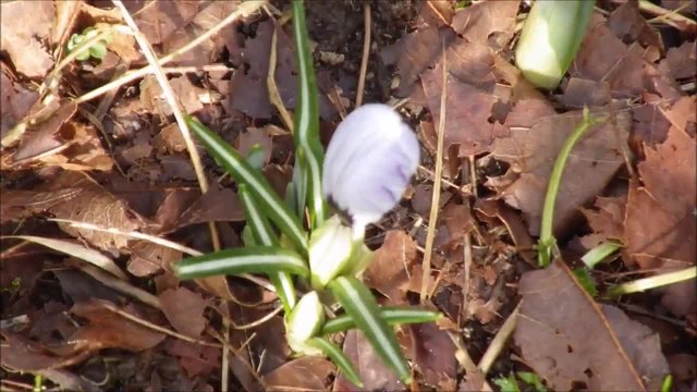 Красив двуцветен минзухар