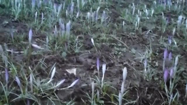 Лилави Минзухари