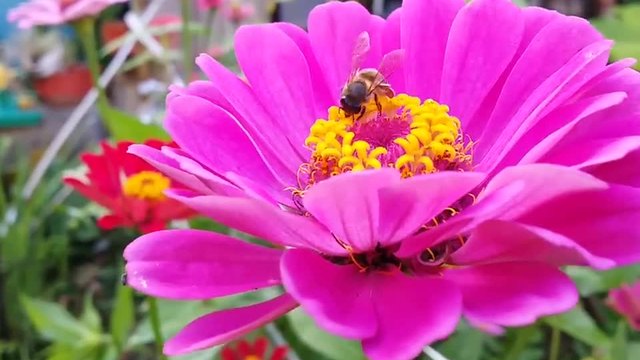 Пчеличка и събира прашец и опрашва Циния (Zinnia)