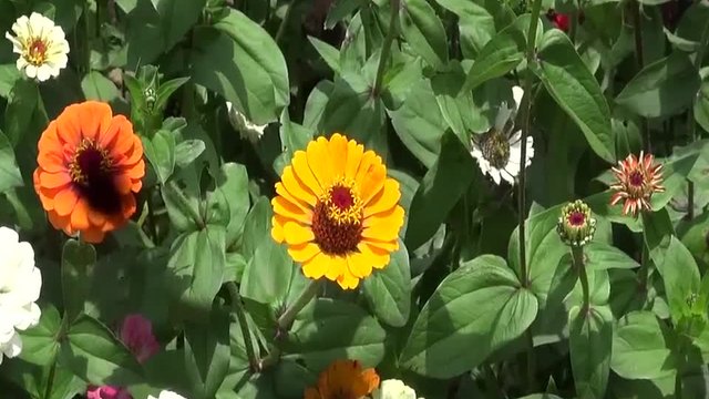 Красиви Цинии