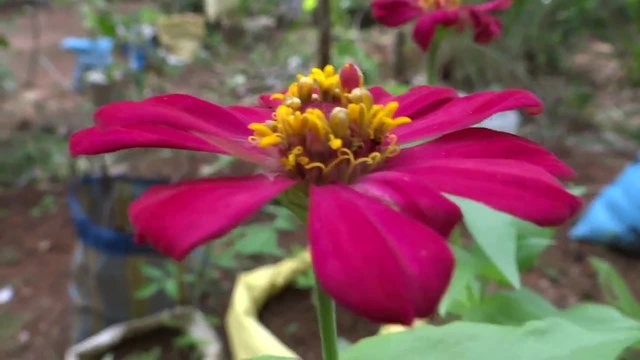 Zinnia elegans flower - червена Циния