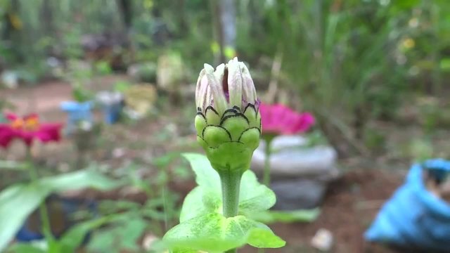 Пъпка на Циния