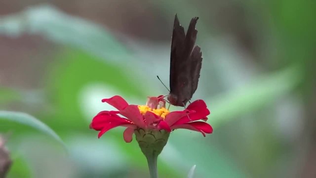 Черна Пеперуда по цвета на Циния