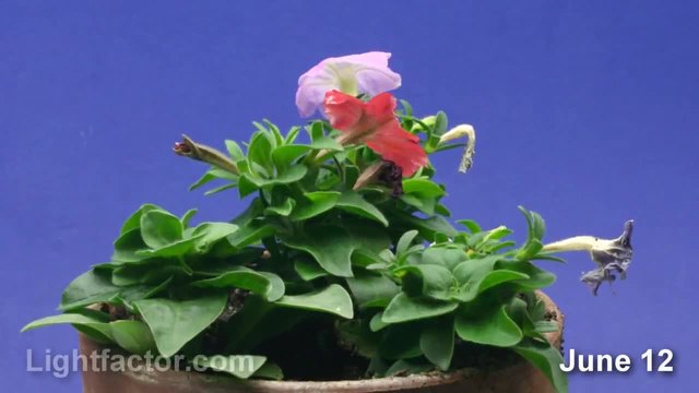 Петуния - Бърз кадър